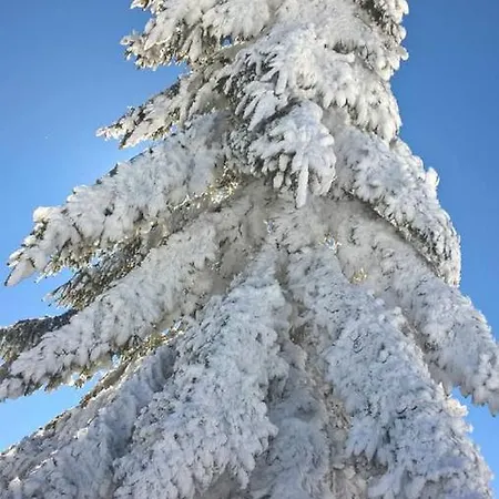 Casa Ferreira * סאבוגיירו